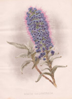 Echium Callithyrsum - Blauer Natternkopf Viper's Bugloss Blueweed / Flower Blume Flowers Blumen / Pflanze Plan - Stiche & Gravuren