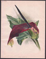 Arum Sanctum - Black Calla, Solomon's Lily, Priest's Hood / Flowers Blumen Flower Blume / Botanical Botanik Bo - Prenten & Gravure