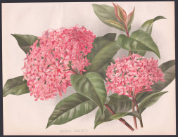 Ixora Westi - West Indian Jasmine / Flower Blume Flowers Blumen / Pflanze Planzen Plant Plants / Botanical Bot - Prints & Engravings