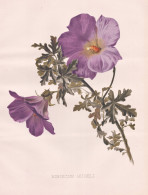 Hibiscus Hugeli - Blauer Hibiskus Blue Hibiscus Eibisch / Australia Australien / Flower Blume Flowers Blumen / - Prints & Engravings