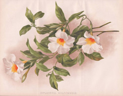 Dipladenia Boliviensis - White Mandevilla Chilenischer Jasmin / Bolivia Bolivien Costa Rica Brasil Brazil Bras - Prints & Engravings