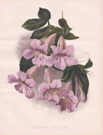 Bignonia Speciosa - Klettertrompete Trumpet Vine Argentina Argentinien / Flower Blume Flowers Blumen / Pflanze - Estampes & Gravures