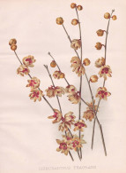 Chimonanthus Fragrans - Chinesische Winterblüte Wintersweet / China Japan / Flower Blume Flowers Blumen / Pfl - Stiche & Gravuren