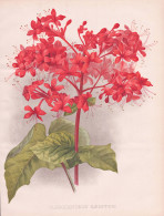 Clerodendron Kaempferi - Losbaum / Japan / Flower Blume Flowers Blumen / Pflanze Planzen Plant Plants / Botani - Stiche & Gravuren
