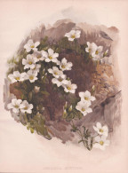 Arenaria Montana - Mountain Sandwort Berg-Sandkraut / Flower Blume Flowers Blumen / Pflanze Planzen Plant Plan - Prenten & Gravure