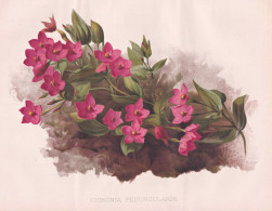 Chironia Peduncularis - South Africa Südafrika / Flower Blume Flowers Blumen / Pflanze Planzen Plant Plants / - Stiche & Gravuren