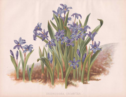 Chionodoxa Gigantea - Sternhyazinthe Schneestolz Glory-of-the-snow / Flower Blume Flowers Blumen / Pflanze Pla - Prints & Engravings