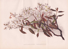 Amelanchier Canadensis - Kanadische Felsenbirne Canadian Serviceberry Juneberry / Canada Kanada / Flower Blume - Estampes & Gravures