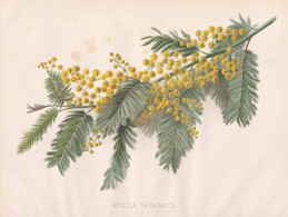 Acacia Dealbata - Silber-Akazie Falsche Mimose Silver Wattle Mimosa / Flower Blume Flowers Blumen / Pflanze Pl - Prenten & Gravure
