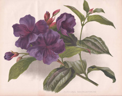 Pleroma Macranthum - Tibouchina Semidecandra Tibouchina Urvilleana Prinzessinnenstrauch / Brasil Brazil Brasil - Prints & Engravings