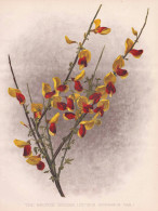 The Bronze Broom (Cytisus Scoparius) - Geißklee Besenginster Scotch Broom / Flower Blume Flowers Blumen / Pfl - Stampe & Incisioni
