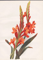 Watsonia Angusta - Bugle Lily / Südafrika South Africa / Flower Blume Flowers Blumen / Pflanze Planzen Plant - Stiche & Gravuren