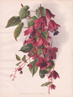 Rhodochiton Volubile - Purpurglöckchen / Mexico Mexiko Guatemala / Flower Blume Flowers Blumen / Pflanze Plan - Prints & Engravings