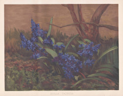 Scilla Taurica - Blaustern Squill Szilla Blausternchen / Flowers Blumen Flower Blume / Botanical Botanik Botan - Prenten & Gravure