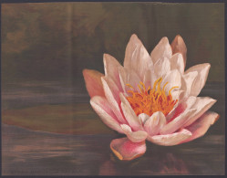 Nymphaea Marliacea Carnea - Seerose Water Lily / Wasserpflanze Water Plant / Flower Blume Flowers Blumen / Pfl - Prints & Engravings