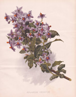 Solanum Crispum - Nachtschatten Chilean Nightshade Chilean Potato Tree / Chile / Flower Blume Flowers Blumen / - Stampe & Incisioni