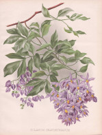 Solanum Seaforthianum - Nachtschatten Nightshade / West Indies / Flower Blume Flowers Blumen / Pflanze Planzen - Prenten & Gravure
