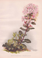 Rhododendron Racemosum - Rhododendron Rhododendren / China / Flower Blume Flowers Blumen / Pflanze Planzen Pla - Estampes & Gravures