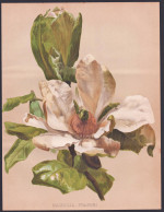 Magnolia Fraseri - Berg-Magnolie Mountain Magnolia Magnolien Fraser Magnolia / Flowers Blumen Flower Blume / B - Stiche & Gravuren