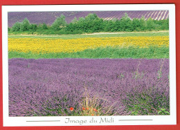 Image Du Midi - Sans Légende - Champs De Lavandes Et De Tournesols - Provence-Alpes-Côte D'Azur