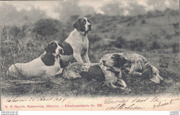 M. H. BAYERLE KUNSTVERLAG MUNCHEN KUNSTLERPOSTKARTE N° 353 CHIENS DE CHASSE AU REPOS - Chiens