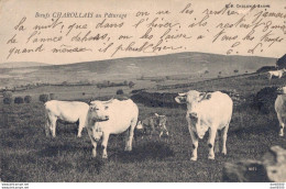 BOEUFS CHAROLAIS AU PATURAGE - Viehzucht