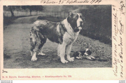 M. H. BAYERLE KUNSTVERLAG MUNCHEN KUNSTLERPOSTKARTE N° 359 SAINT BERNARD AVEC SON PETIT CHIOT - Chiens