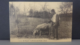 2446 . 2 CARTES . LALINDE ,TRAIN ARRIVANT EN GARE . EN PERIGORD , LA RECHERCHE DES TRUFFES . L'ARRET  . REPRODUCTION - Andere & Zonder Classificatie