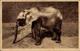 CPA Hannover, Zoologischer Garten, Elefantenkind, Wohltätigkeitskarte - Autres & Non Classés