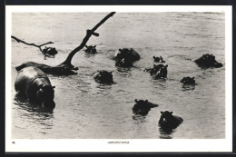 AK Nilpferde Schwimmen Im Wasser  - Autres & Non Classés