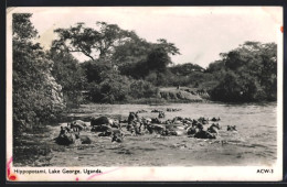 AK Uganda, Lake George, Nilpferde  - Autres & Non Classés