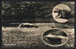 AK Nilpferd Im Wasser Und Mit Geöffnetem Maul  - Autres & Non Classés