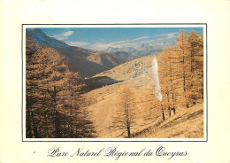 05 - Hautes Alpes - Parc Naturel Régional Du Queyras - St Véran, Plus Haute Commune D'Europe. Au Premier Plan Mélèzes En - Autres & Non Classés
