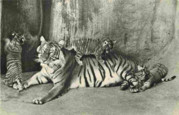 Animaux - Fauves - Tigre - Tiger - Tigresse Et Ses Petits - CPSM Format CPA - Carte Neuve - Voir Scans Recto-Verso - Tigers