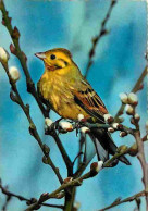 Animaux - Oiseaux - A Définir - Petit Oiseau - CPM - Voir Scans Recto-Verso - Birds
