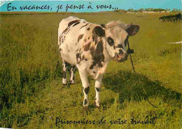 Animaux - Vaches - Carte Humoristique - Etat Pli Visible - CPM - Voir Scans Recto-Verso - Koeien