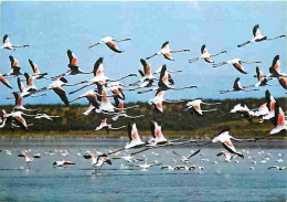 Animaux - Oiseaux - Flamants Roses - En Camargue - CPM - Voir Scans Recto-Verso - Birds