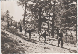 LAC DE GAUBE (65) Un Sentier  CPSM GF - Other & Unclassified