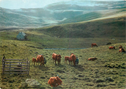 15 LA TRAITE AU PLOMB DU CANTAL - Autres & Non Classés