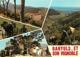 66 BANYLUS SUR MER MUTIVUES - Banyuls Sur Mer