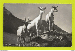 3 Chèvres Sur L'Alpe N°9720 Phot édit A. Deriaz Baulmes VOIR DOS Fabrication Suisse - Riaz