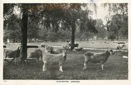 Animaux - Moutons - Royaume-Uni - Kensington Gardens - CPSM Format CPA- UK - Voir Scans Recto-Verso - Autres & Non Classés