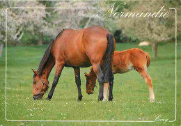 Animaux - Chevaux - Normandie - Jument Et Son Poulain - Flamme Postale - Voir Scans Recto Verso  - Horses