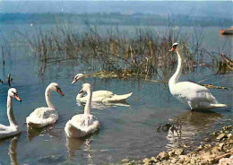 Animaux - Oiseaux - Cygnes - CPM - Voir Scans Recto-Verso - Birds