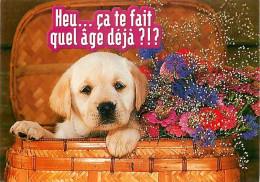 Chiens - CPM - Voir Scans Recto-Verso - Dogs