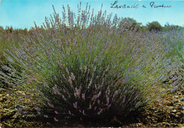 84 LAVANDE DE PROVENCE  - Altri & Non Classificati