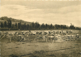 15 EN AUVERGNE LE PARC TROUPEAU DE VACHES - Autres & Non Classés