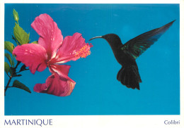 MARTINIQUE COLIBRI - Andere & Zonder Classificatie