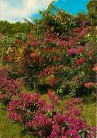 MARTINIQUE FLEURS DES TROPIQUES - Sonstige & Ohne Zuordnung