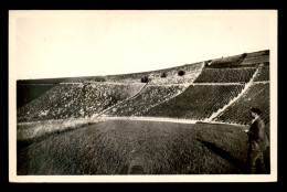 89 - CHABLIS - LES VIGNES (LA MOUTONNE) - Chablis